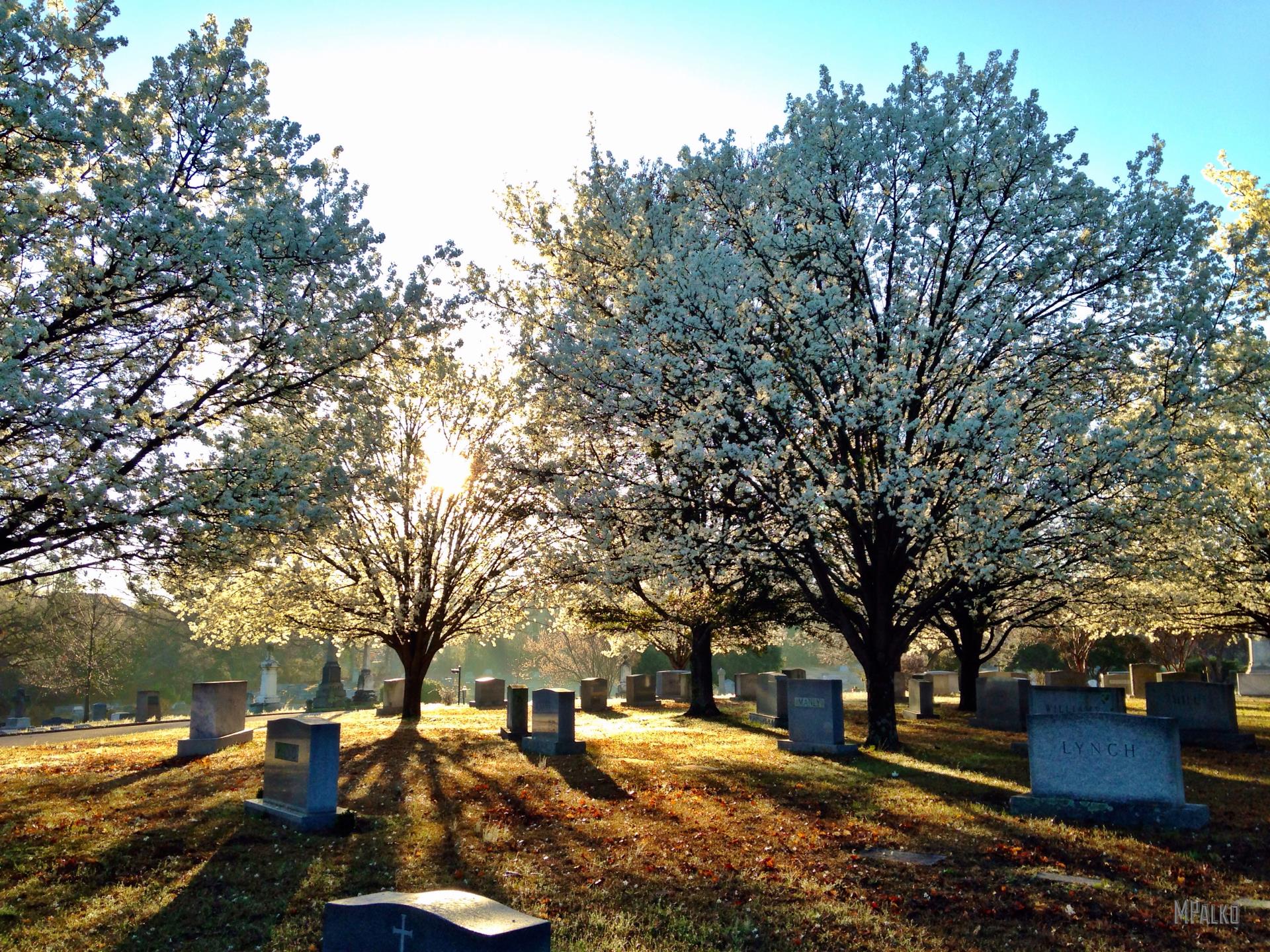 trees-in-bloom